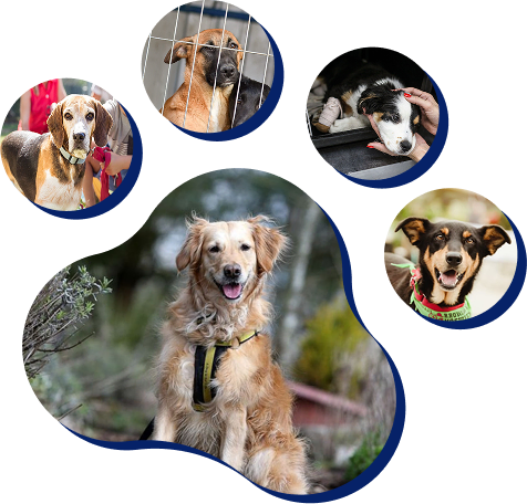 Join Us in Providing Secure, Safe, and Loving Homes for the Animals Who Need Us Most