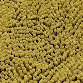 Mustard