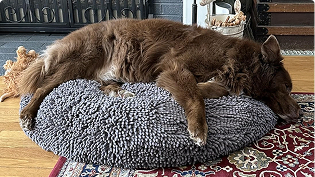 https://d31j9hgdva1w9a.cloudfront.net/muddymatcom/main-page/reviews/cloud-k9-bed-cover-comment-5.webp