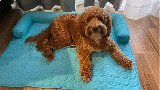 https://d31j9hgdva1w9a.cloudfront.net/muddymatcom/main-page/reviews/cooling-cuddler-mat-comment-2.webp