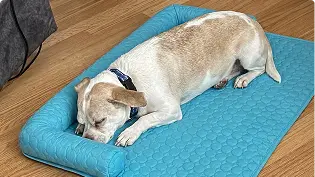 https://d31j9hgdva1w9a.cloudfront.net/muddymatcom/main-page/reviews/cooling-cuddler-mat-comment-3.webp