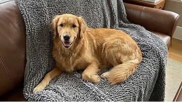 https://d31j9hgdva1w9a.cloudfront.net/muddymatcom/main-page/reviews/dog-blanket-comment-1.webp