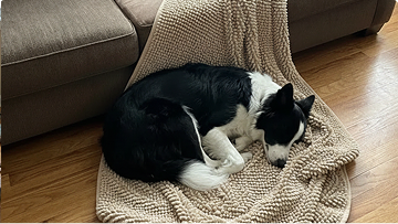 https://d31j9hgdva1w9a.cloudfront.net/muddymatcom/main-page/reviews/dog-blanket-comment-3.webp