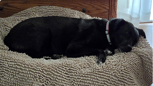 https://d31j9hgdva1w9a.cloudfront.net/muddymatcom/main-page/reviews/dog-blanket-comment-4.webp