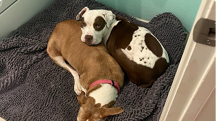 https://d31j9hgdva1w9a.cloudfront.net/muddymatcom/main-page/reviews/dog-blanket-comment-5.webp