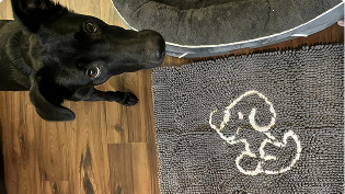 https://d31j9hgdva1w9a.cloudfront.net/muddymatcom/main-page/reviews/printed-dog-lazy-comment-4.webp