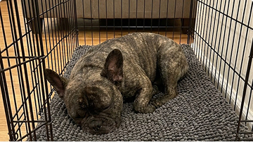 https://d31j9hgdva1w9a.cloudfront.net/muddymatcom/main-page/reviews/puppy-pad-comment-1.webp
