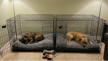 https://d31j9hgdva1w9a.cloudfront.net/muddymatcom/main-page/reviews/puppy-pad-comment-3.webp