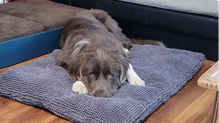 https://d31j9hgdva1w9a.cloudfront.net/muddymatcom/main-page/reviews/puppy-pad-comment-4.webp