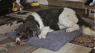 https://d31j9hgdva1w9a.cloudfront.net/muddymatcom/main-page/reviews/puppy-pad-comment-5.webp