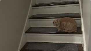 https://d31j9hgdva1w9a.cloudfront.net/muddymatcom/main-page/reviews/stair-treads-comment-4.webp