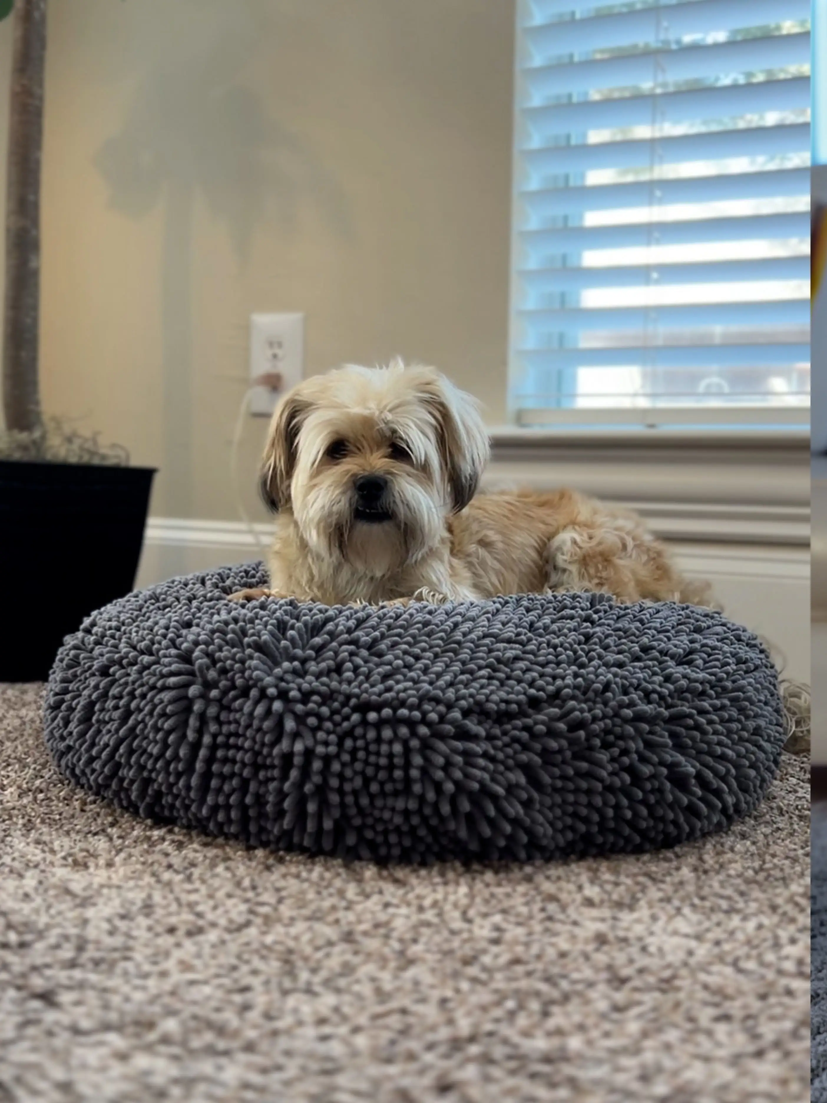 Perfect for my aging fur baby