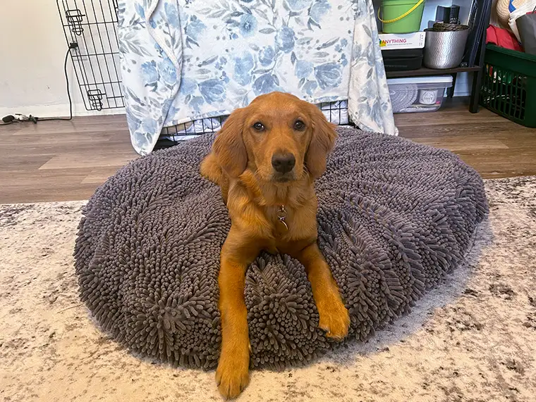 Best investment for pet owners