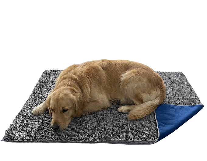 dog-on-blanket