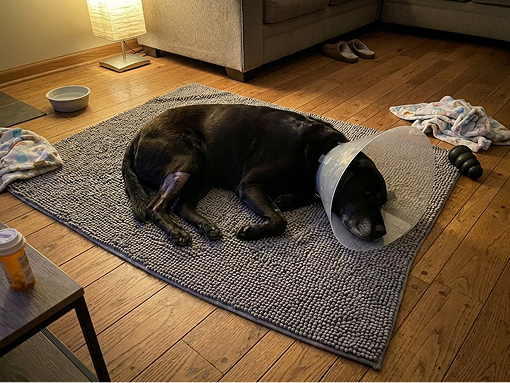 Got us through TPLO recovery