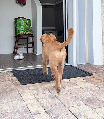 “Fantastic mud trapper—no more muddy paws everywhere!”