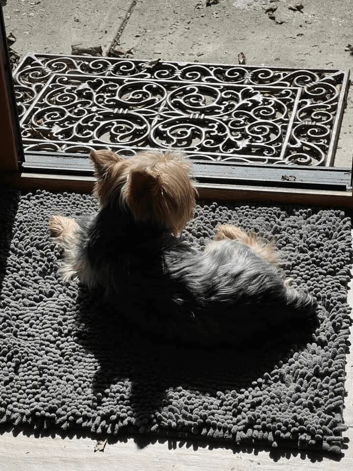 Traps all types of different debris